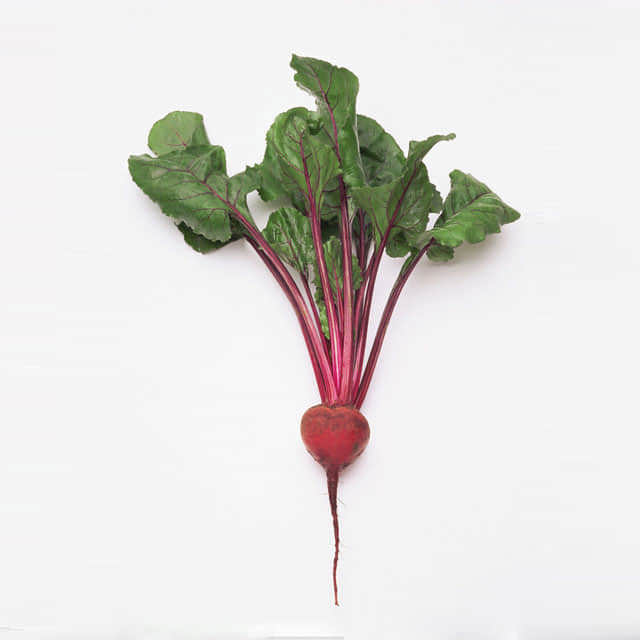 Beta vulgaris