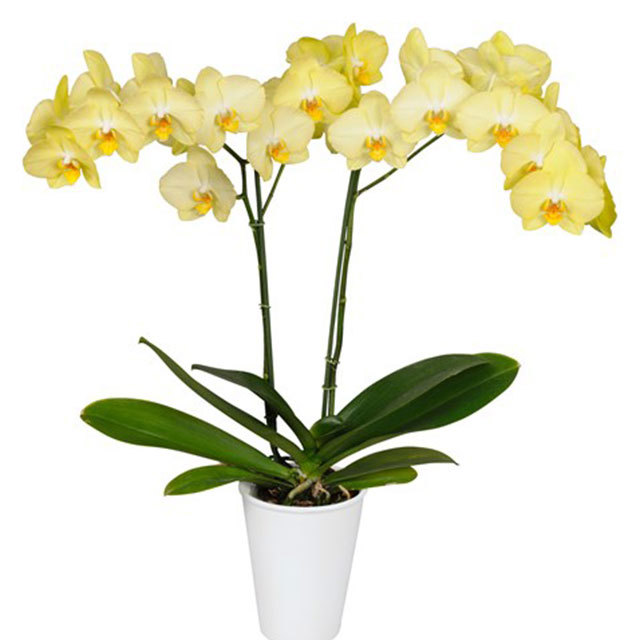 Phalaenopsis Ferrara