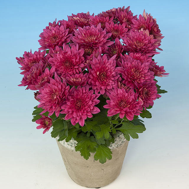 Chrysanthemum Mario Cherry Fine Webbing