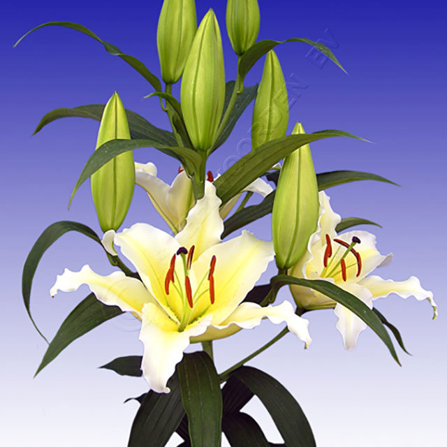 Lilium orientalis Cherbourg Sudden Leaf Drop