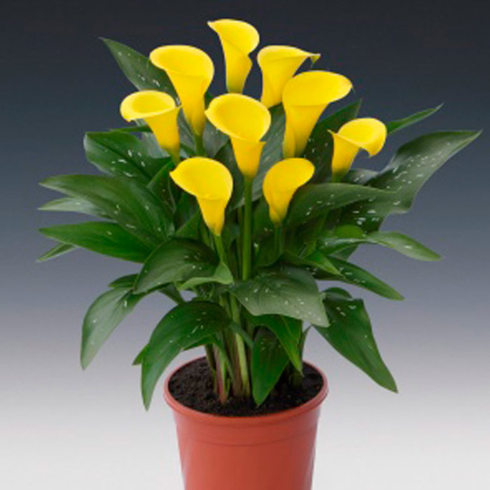 Zantedeschia Sunclub