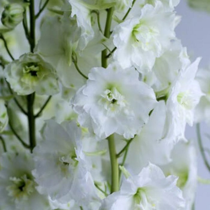 Delphinium Delphis Diamant White Powder