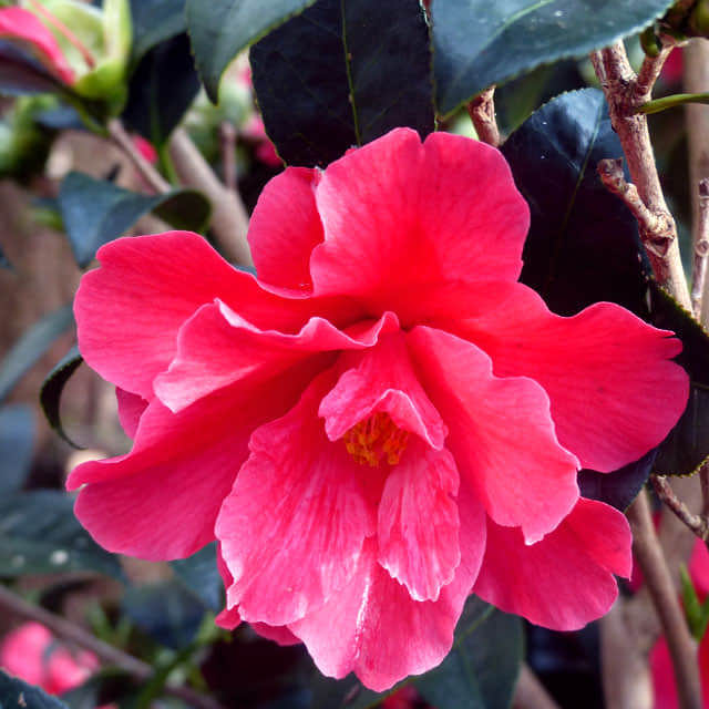 Camellia x maliflora White Powder