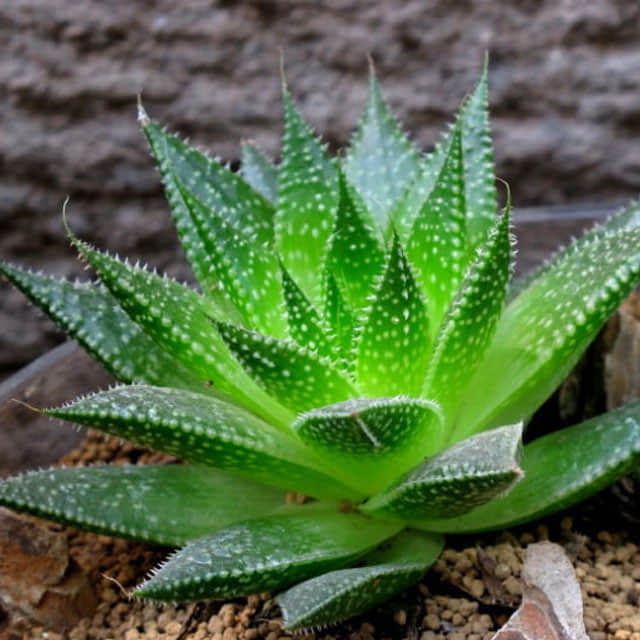 Aloe aristata