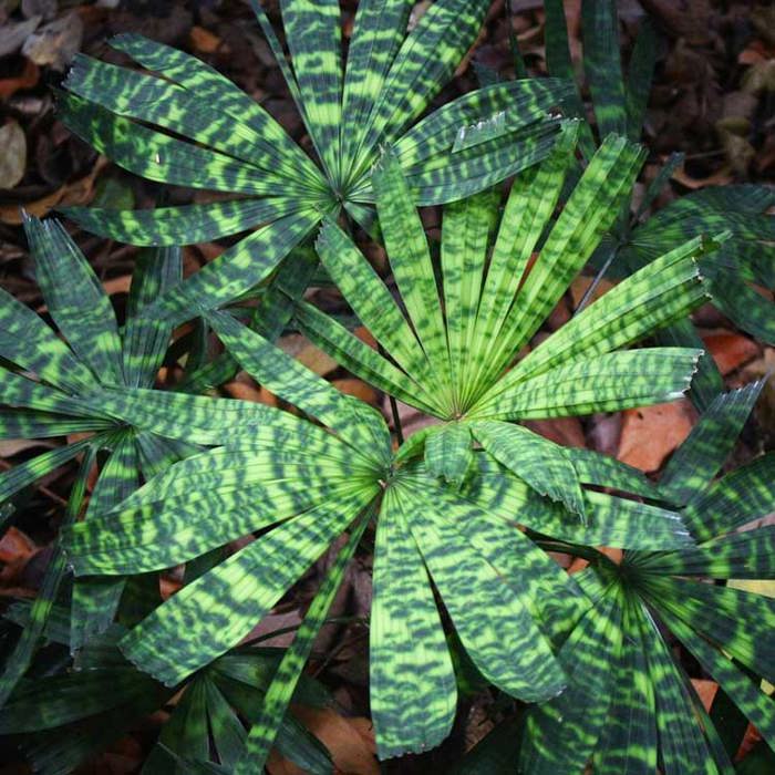 Licuala mattanensis mapu