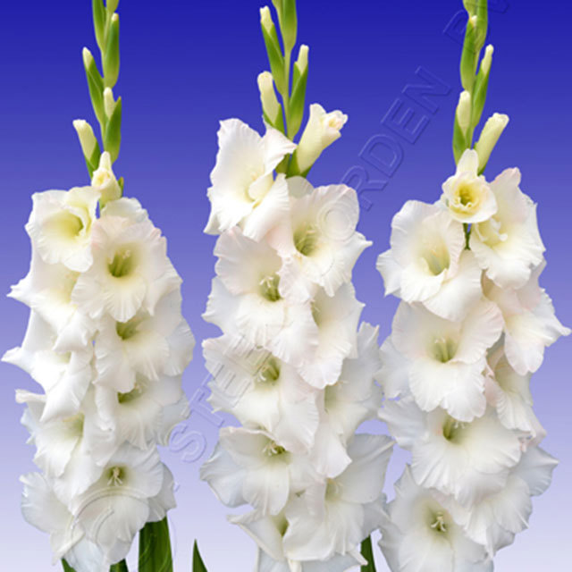 Gladiolus Grand Prix