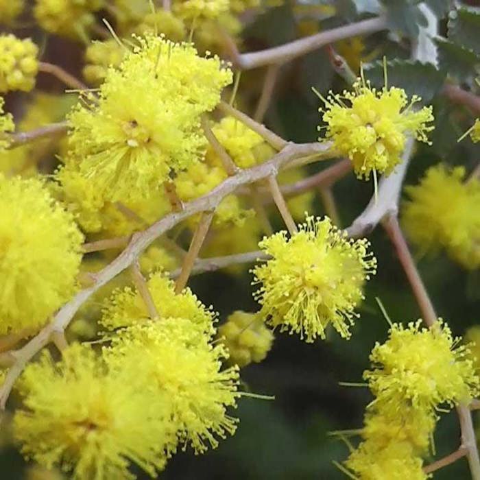 Acacia baileyana