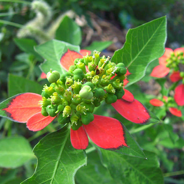 Euphorbia cyathophora