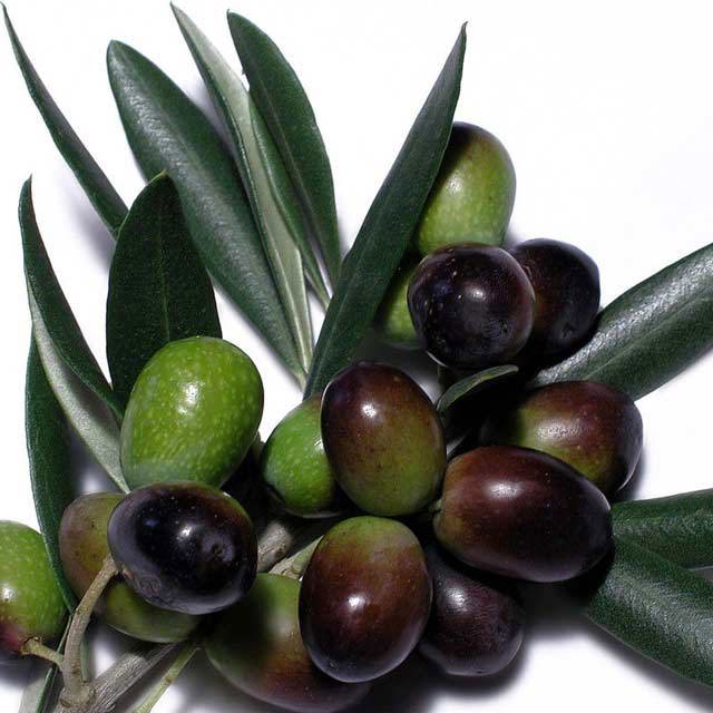 Olea europaea