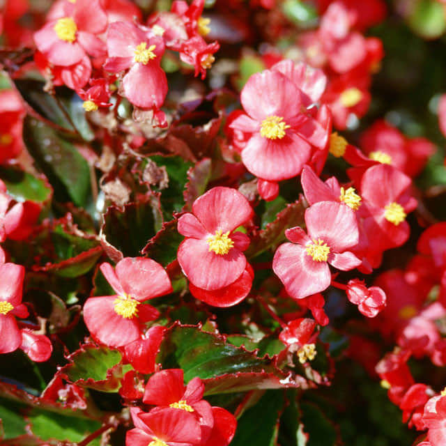 Begonia grandis