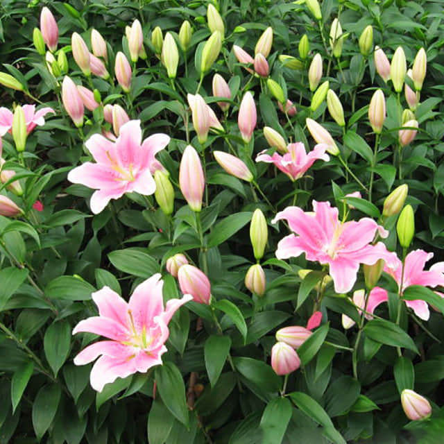 Lilium orientale