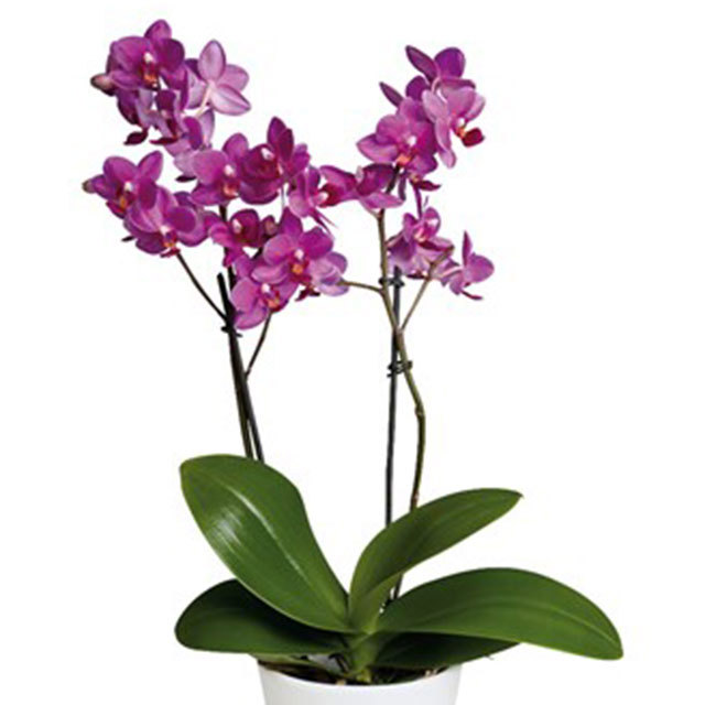 Phalaenopsis Catalina Fine Webbing