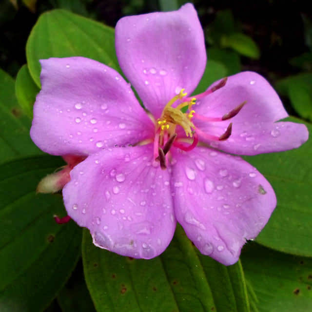 Paeonia delavayi
