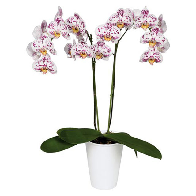 Phalaenopsis Zamora