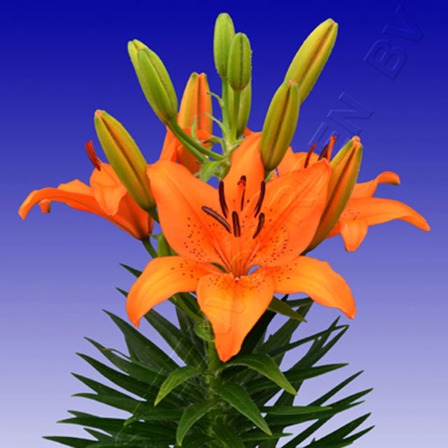 Lily Orange Joy
