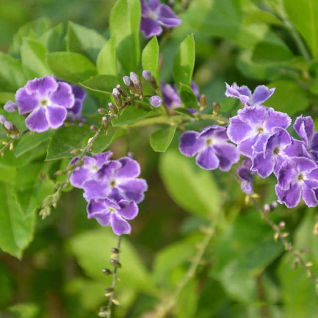 Duranta erecta