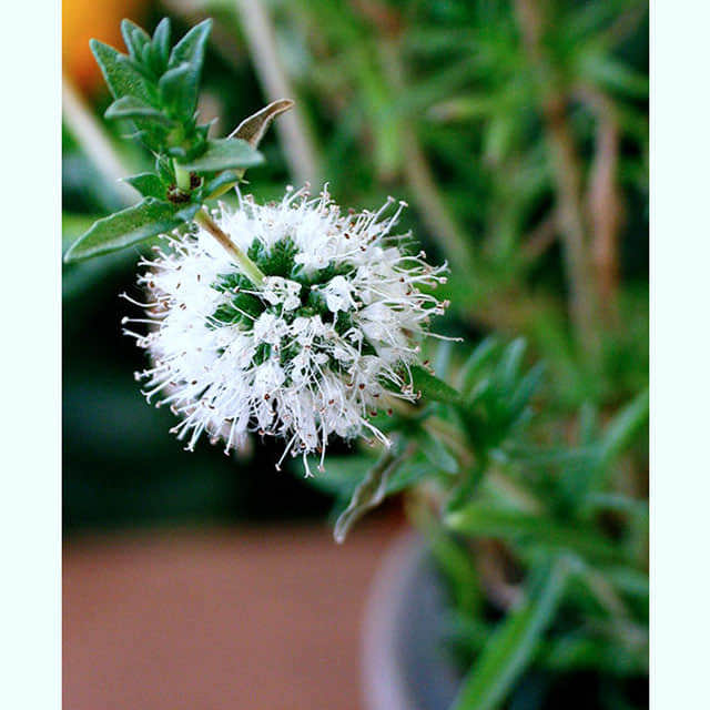 Mentha cervina