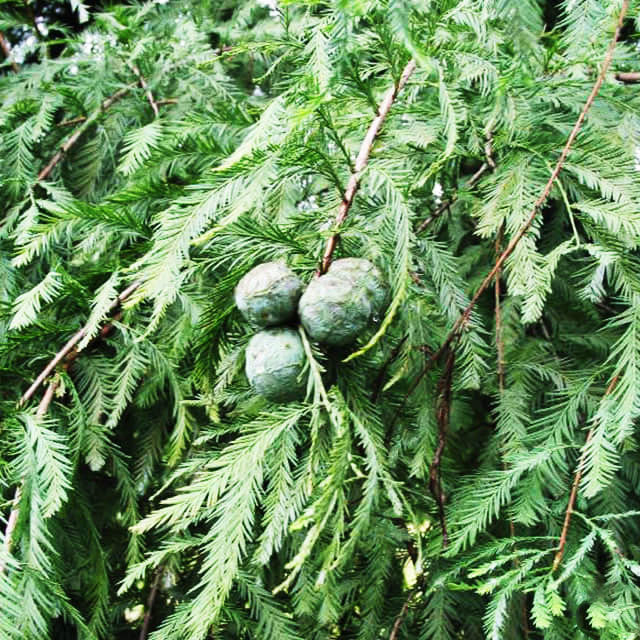 Taxodium ascendens