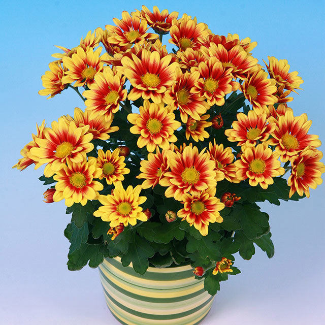 Chrysanthemum Elber Fine Webbing