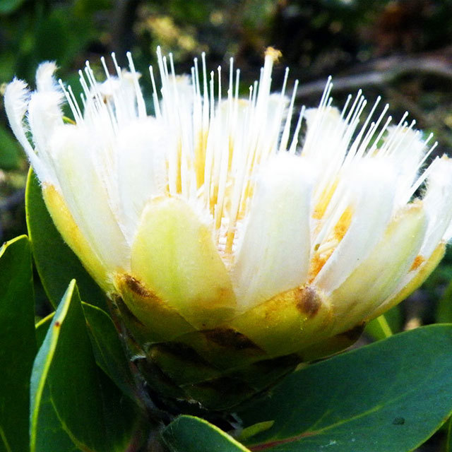 Protea Mundii