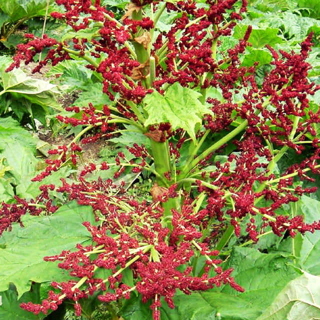 Rheum palmatum