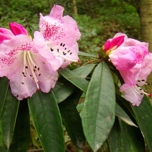 Rhododendron hunnewellianum Sticky Leaves