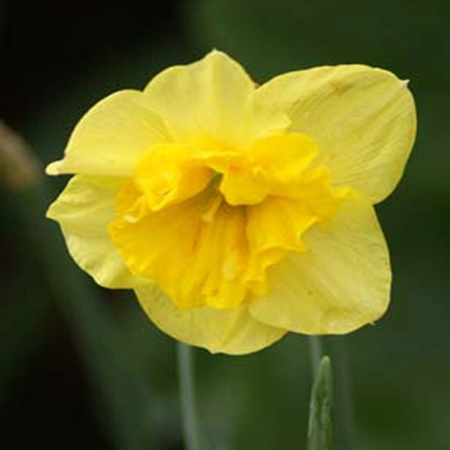Narcissus Curly Lace