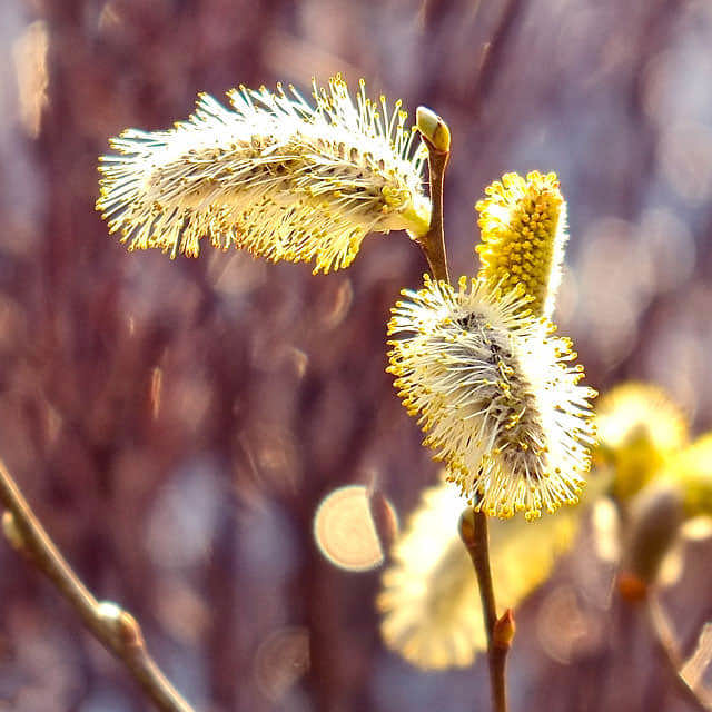 Salix discolor Yellow Leaves