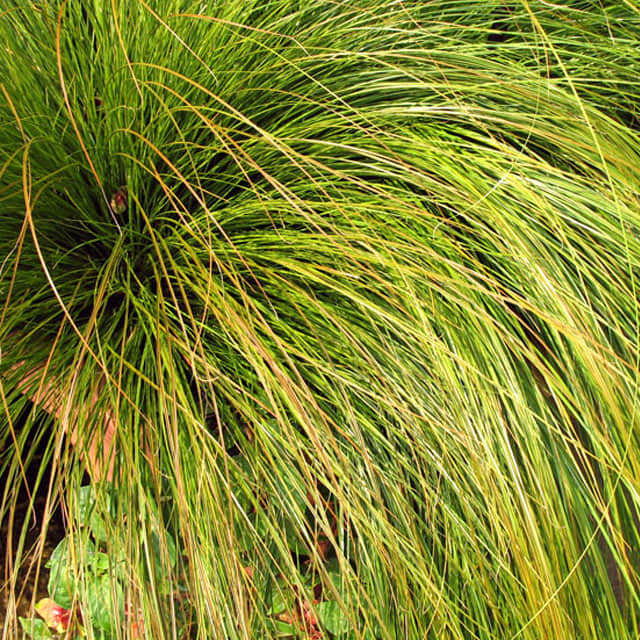 Carex testacea