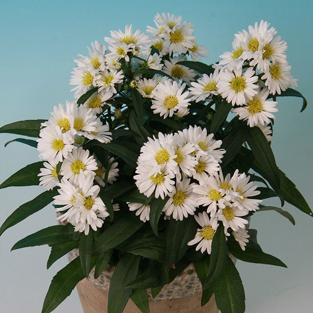 Chrysanthemum Summer Surprise Icecream Fine Webbing