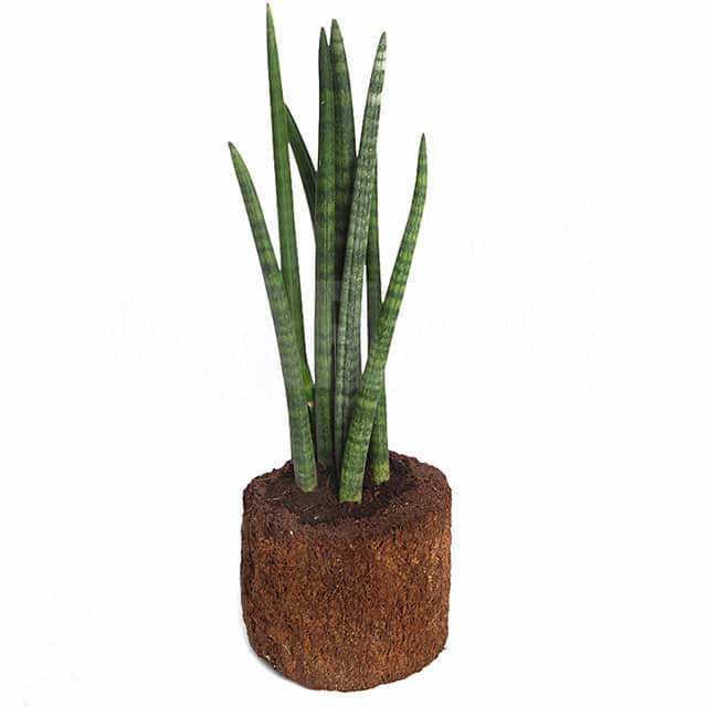 Sansevieria cylindrica Brown Leaf Tips