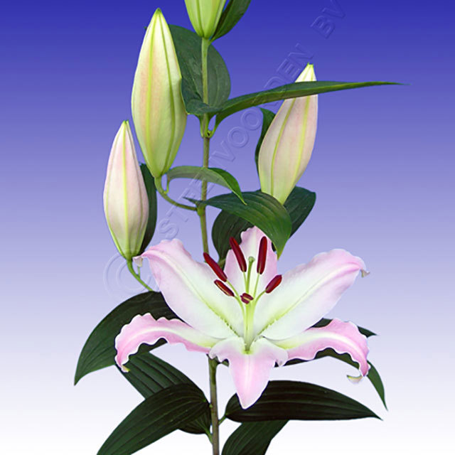 Lilium oriental Caurengo Fine Webbing