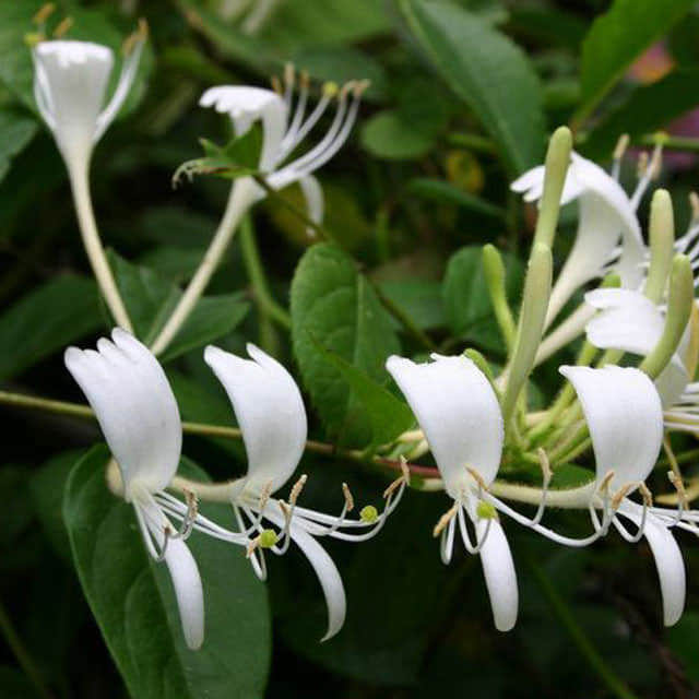 Lonicera similis