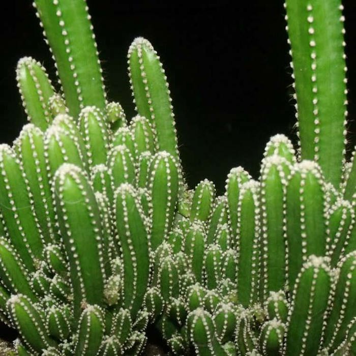 Acanthocereus tetragonus Fairy Castles