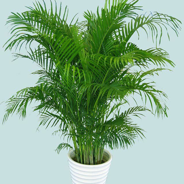 Dypsis lutescens