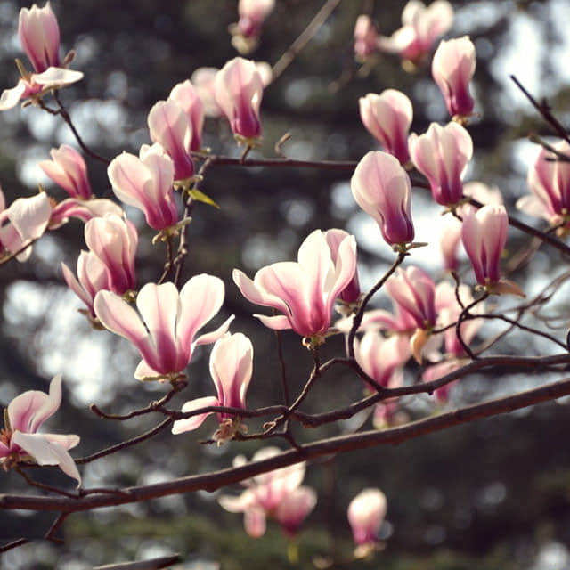 Magnolia x soulangeana