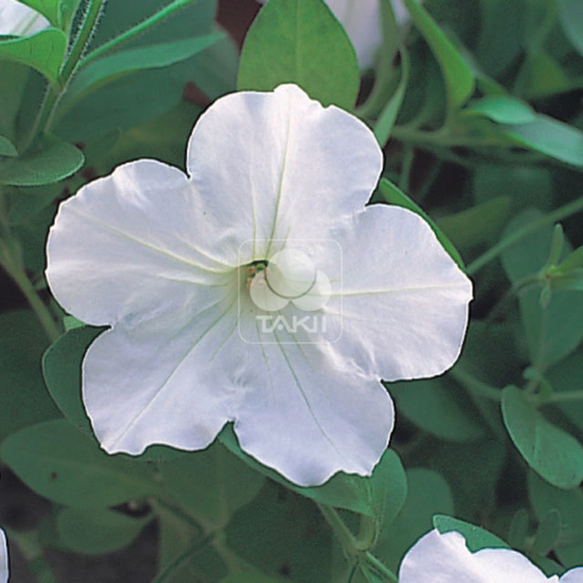 Petunia Opera Supreme F1 White