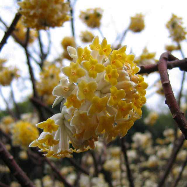 Edgeworthia chrysantha