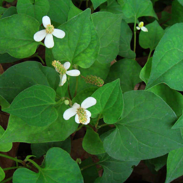 Houttuynia cordata