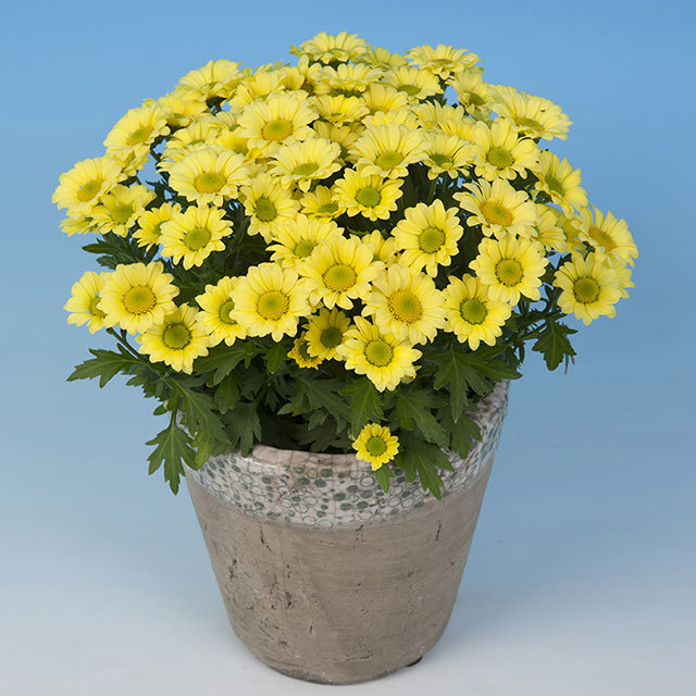 Chrysanthemum Pico Sonoro Fine Webbing