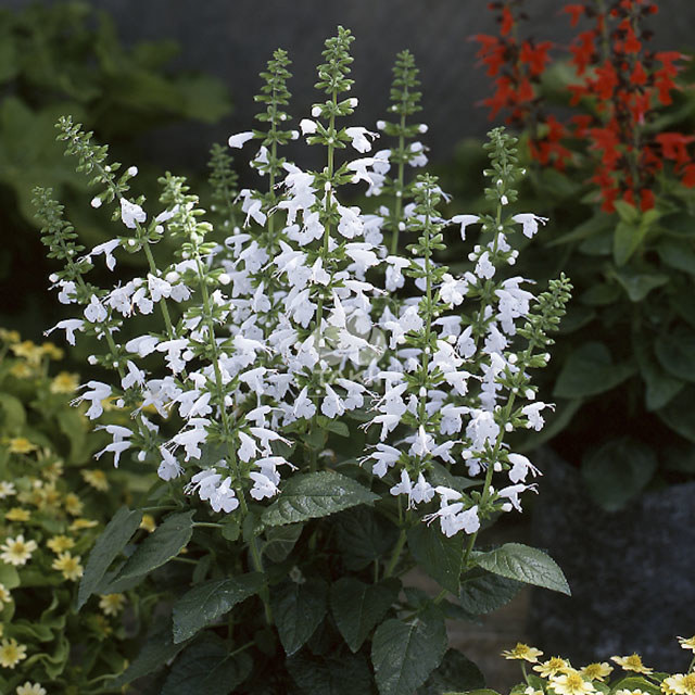 Salvia Snow Nymph Leggy Stems
