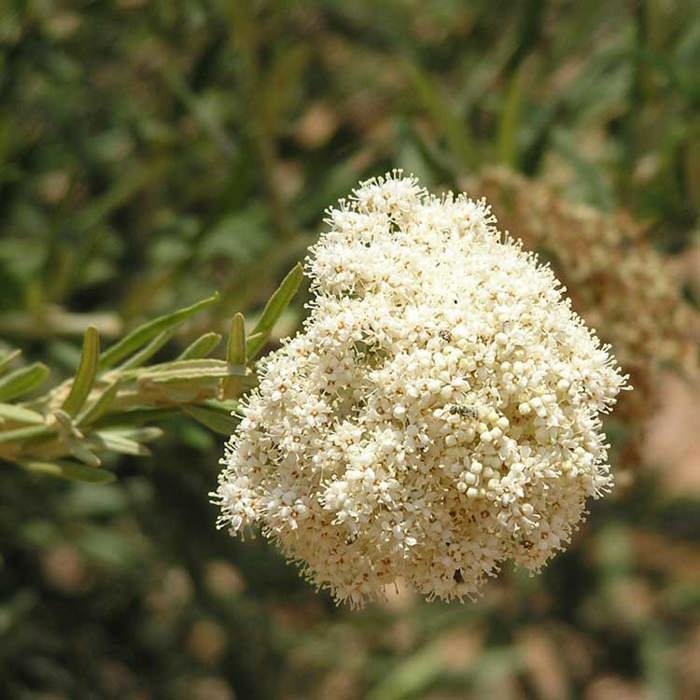 Buddleja saligna