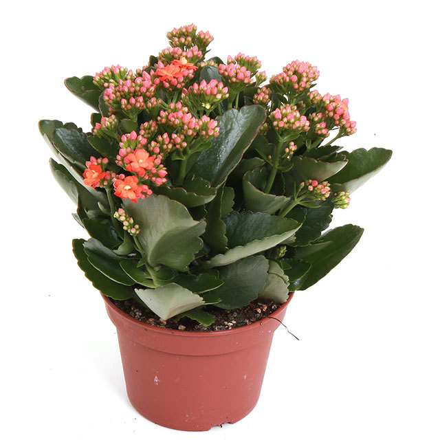 Kalanchoe Rosalina Don Sergio Sticky Leaves