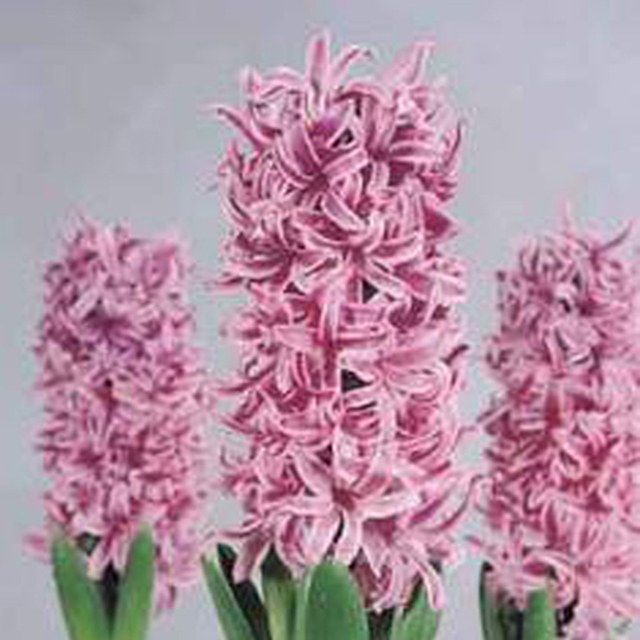 Hyacinthus orientalis Paul Herman