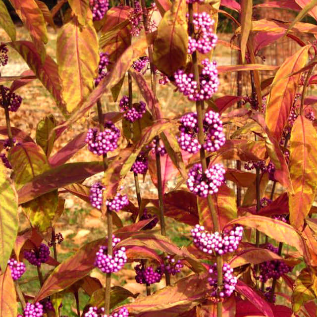 Callicarpa kwangtungensis