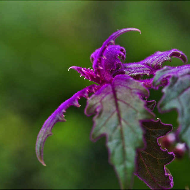 Gynura aurantiaca Purple Passion