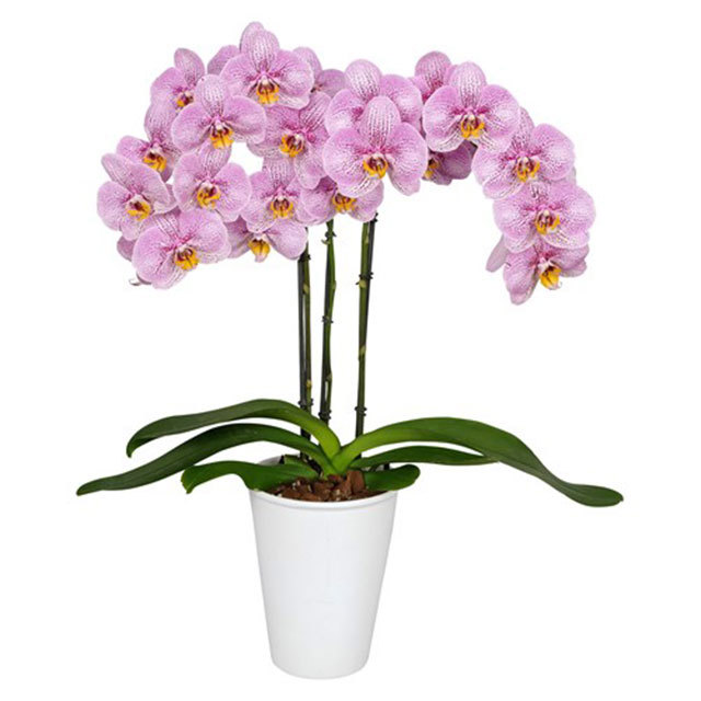 Phalaenopsis St. Sigrid