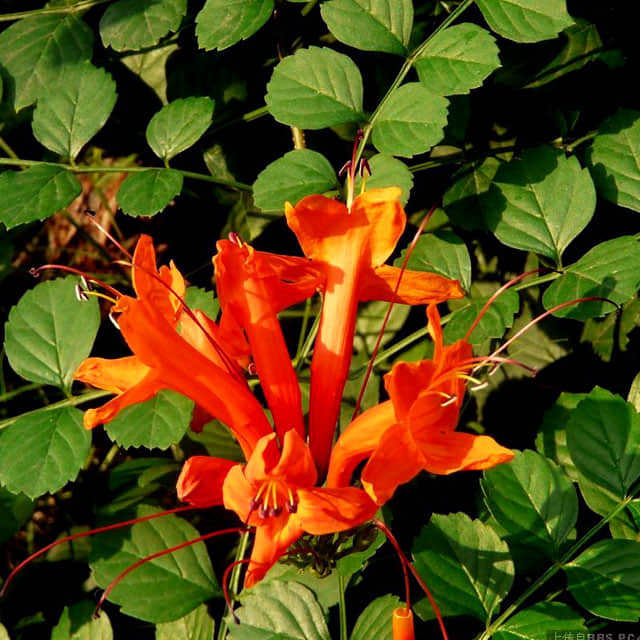 Tecomaria capensis