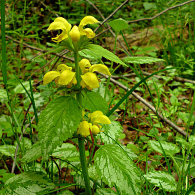Lamium galeobdolon