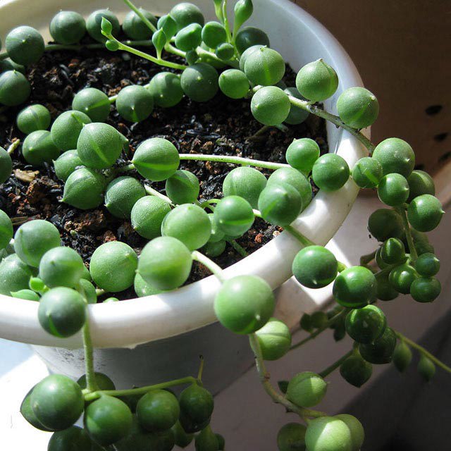 Senecio rowleyanus
